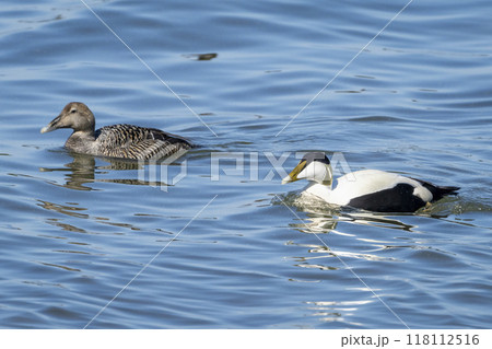 Common Eider Couple Common Eider Couple 118112516
