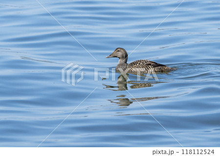 Common Eider Female 118112524
