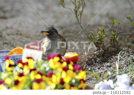 庭に飛んで来たメジロ、 庭に飛んで来たメジロ、 118112582