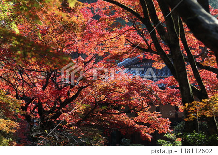 紅葉・金剛輪寺【滋賀県愛知郡愛荘町】 紅葉・金剛輪寺【滋賀県愛知郡愛荘町】 118112602
