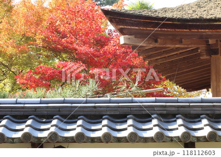 紅葉・金剛輪寺【滋賀県愛知郡愛荘町】 紅葉・金剛輪寺【滋賀県愛知郡愛荘町】 118112603