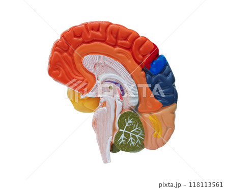 Brain human anatomy model for study diagnosis and treatment in hospital. Brain human anatomy model for study diagnosis and treatment in hospital. 118113561