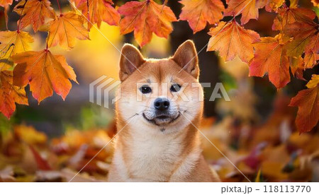 紅葉バックで見つめる柴犬のイラスト素材 [118113770] - PIXTA