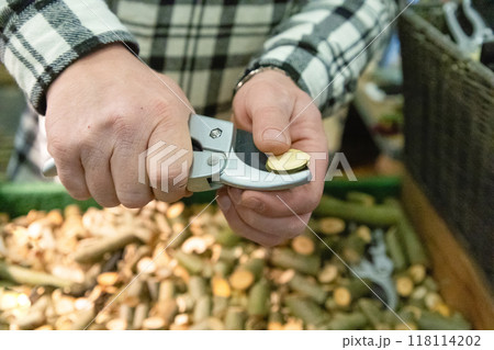 Preparing secateur tool for gardening season. Preparing secateur tool for gardening season. 118114202