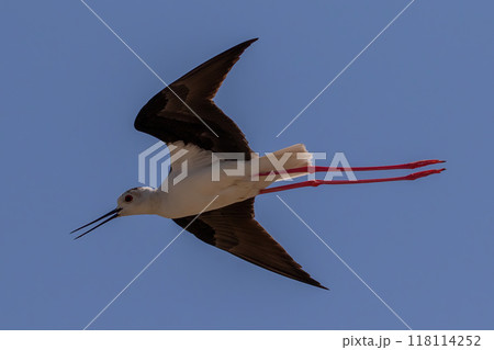 Black-winged Stilt Himantopus himantopus flying at Mikri Vigla on Western Naxos, Greece. 118114252