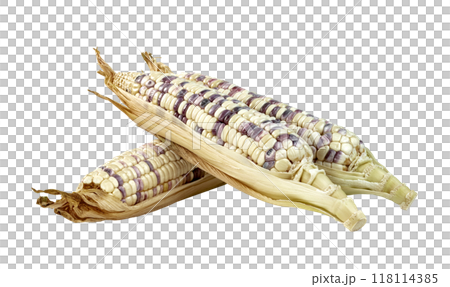 waxy corn isolated 118114385