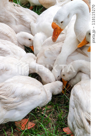 Flock of white ducks crowds together on a grassy patch, their heads lowered as they peck for food Flock of white ducks crowds together on a grassy patch, their heads lowered as they peck for food 118115270