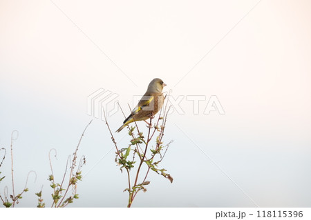 カワラヒワ カワラヒワ 118115396