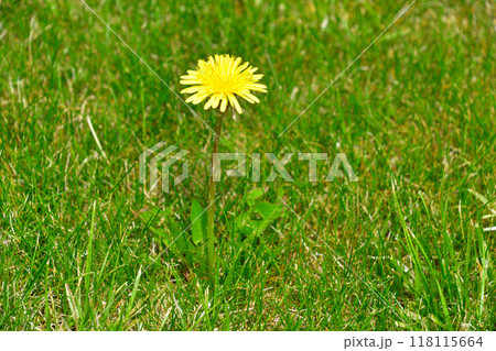 春　たんぽぽ　 118115664