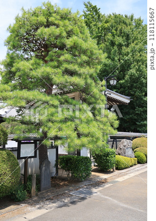 徳富蘇峰夫妻お手植えの松 徳富蘇峰夫妻お手植えの松 118115667
