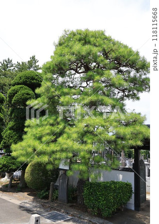 徳富蘇峰夫妻お手植えの松 118115668