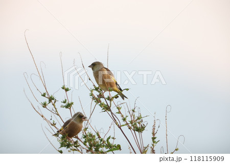 カワラヒワ 118115909