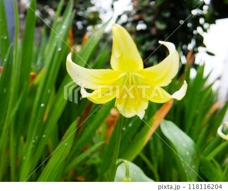 春先に芽吹きが早い草花で、広い葉に淡い色の花を下向きに開きます 118116204
