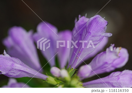 公園に咲くカクトラノオ 118116350