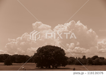 夏の空と雲大きな緑いっぱいの広場のセピア色の風景1 夏の空と雲大きな緑いっぱいの広場のセピア色の風景1 118116376