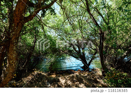 green forest in the background, San Carlos de Bariloche 118116385