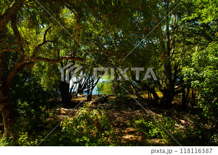 Amazing and mysterious landscape of trees and shrubs on the lake shore Amazing and mysterious landscape of trees and shrubs on the lake shore 118116387