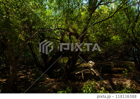 Amazing and mysterious landscape of trees and shrubs on the lake shore 118116388