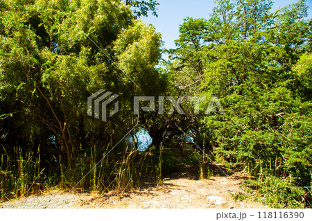 Amazing and mysterious landscape of trees and shrubs on the lake shore 118116390