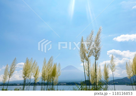 パンパスグラス越しに望む富士山 118116853