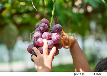 ぶどう狩り ぶどう狩り 118116855