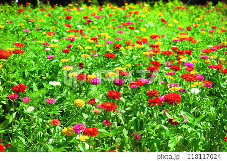 赤色、黄色、紫色、白色の花が咲く花畑の風景3 赤色、黄色、紫色、白色の花が咲く花畑の風景3 118117024