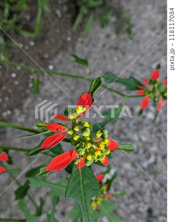 夏の庭に咲く赤と緑色の複色の葉と黄色い小花のショウジョウソウの花 118117084