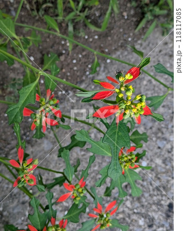 夏の庭に咲く赤と緑色の複色の葉と黄色い小花のショウジョウソウの花 118117085