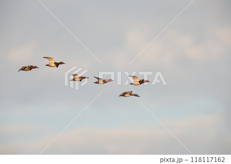 ホシハジロの飛翔 118117162