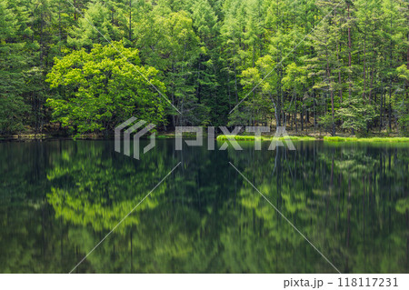 日本　長野県茅野市にある御射鹿池　水面に鏡面反射する新緑のカラマツの木々 118117231