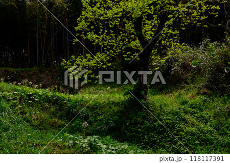 光差す新緑の一木の木 118117391
