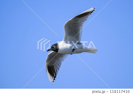 ズグロカモメ夏羽の飛翔 118117410