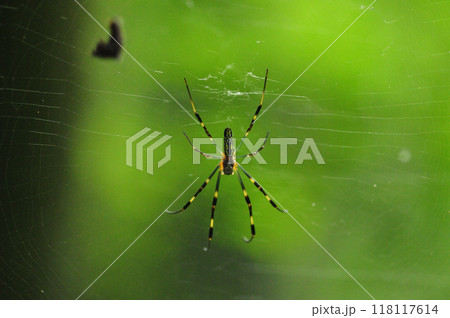 9月ジョウロウグモ 118117614