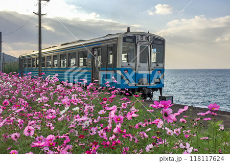 愛媛・伊予市 JR下灘駅に到着する電車とコスモス 愛媛・伊予市 JR下灘駅に到着する電車とコスモス 118117624