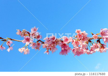 春にピンク色の美しい花が咲いた桜の枝 118117680