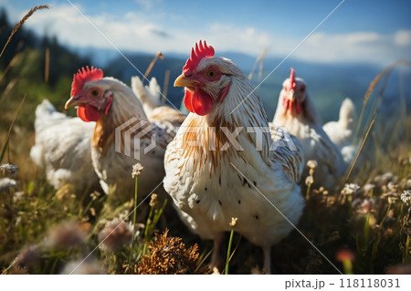 Portrait of chickens on a green grass meadow in mountains, bright sunny day, on a ranch in the village, rural surroundings on the background of spring nature 118118031
