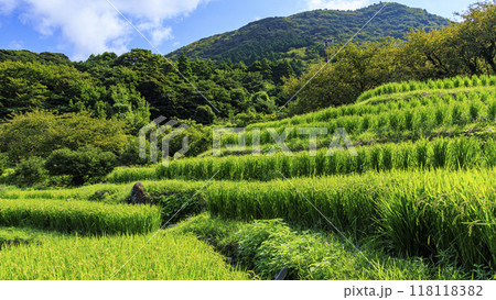 棚田のある風景 118118382