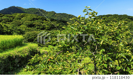 棚田のある風景 118118430