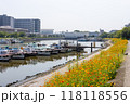 コスモスがきれいに咲いている運河のほとり 118118556