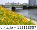 コスモスがきれいに咲いている運河のほとり 118118557