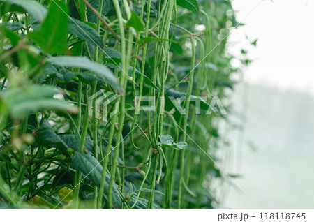 Long bean plants in growth at vegetable field 118118745