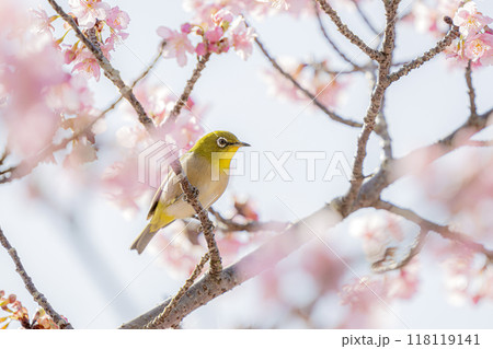 河津桜とメジロ 118119141