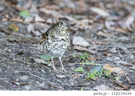 トラツグミ トラツグミ 118119144