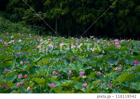 蓮畑に咲く蓮の花 蓮畑に咲く蓮の花 118119542