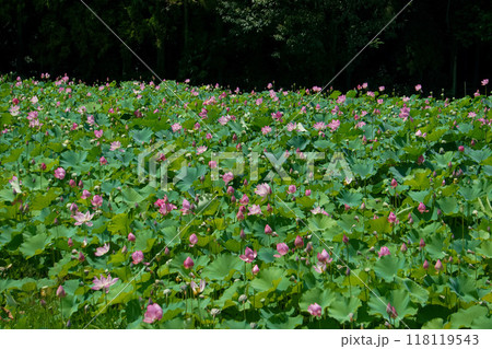 蓮畑に咲く蓮の花 蓮畑に咲く蓮の花 118119543