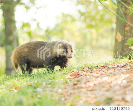 エサを探して食べるニホンアナグマ エサを探して食べるニホンアナグマ 118120799