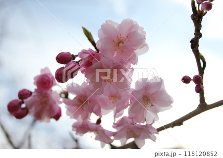 枝垂桜 ・*。❀ weeping cherry blossoms ❀ 。*・ 枝垂桜 ・*。❀ weeping cherry blossoms ❀ 。*・ 118120852