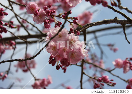 枝垂桜 ・*。❀ weeping cherry blossoms ❀ 。*・ 枝垂桜 ・*。❀ weeping cherry blossoms ❀ 。*・ 118120860