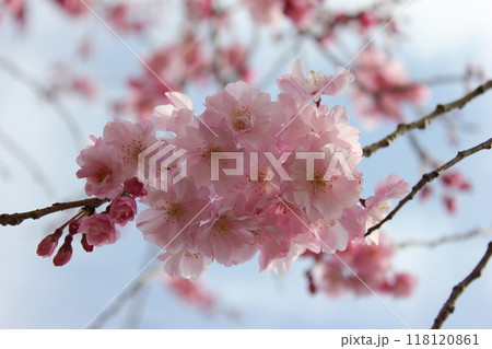 枝垂桜 ・*。❀ weeping cherry blossoms ❀ 。*・ 枝垂桜 ・*。❀ weeping cherry blossoms ❀ 。*・ 118120861