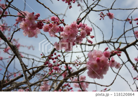 枝垂桜 ・*。❀ weeping cherry blossoms ❀ 。*・ 枝垂桜 ・*。❀ weeping cherry blossoms ❀ 。*・ 118120864